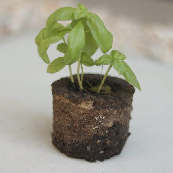 SeedPod seed pots from Knysna is 100 % biodegradable. Made from cow manure and elephant dung.